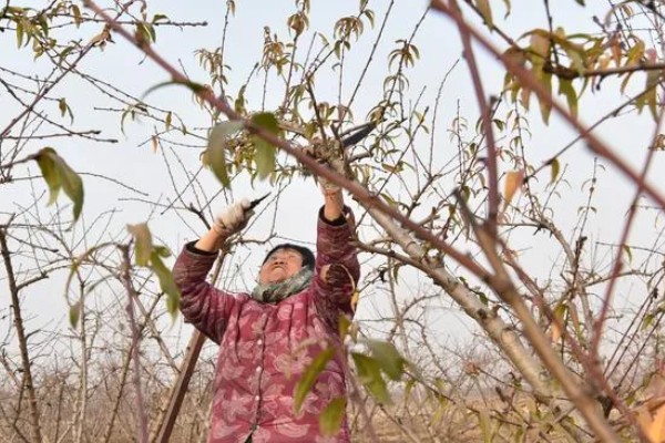 桃树怎么修剪,常用以下四种方式