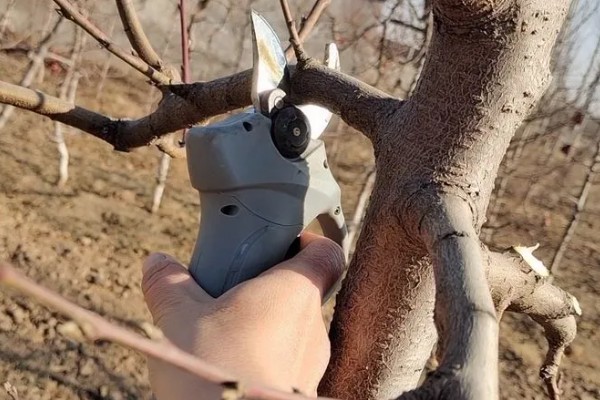 桃树怎么修剪,常用以下四种方式