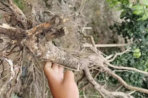 桃树怎么修剪,常用以下四种方式