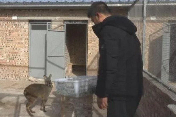 林麝养殖国家有没有补贴,目前国家没有补贴