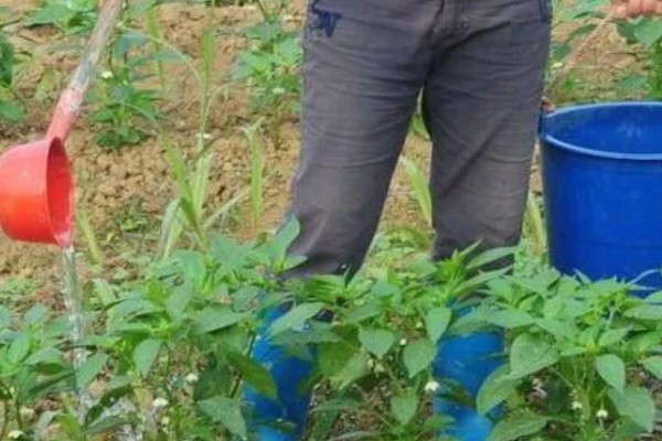 辣椒不开花不结果的原因，缺少养分、光照不足等因素都会引起