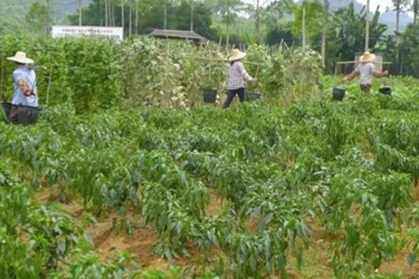辣椒不开花不结果的原因，缺少养分、光照不足等因素都会引起