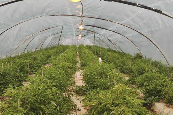 辣椒不开花不结果的原因，缺少养分、光照不足等因素都会引起