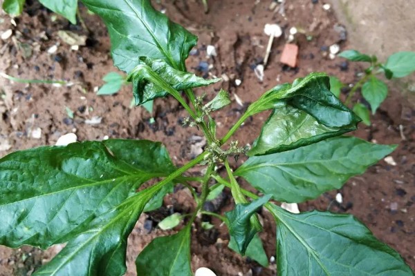 辣椒不开花不结果的原因，缺少养分、光照不足等因素都会引起