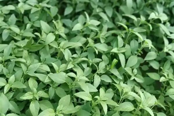 荆芥怎样种长得又快又好,播种有条播和撒播两种方法