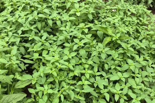 荆芥怎样种长得又快又好,播种有条播和撒播两种方法