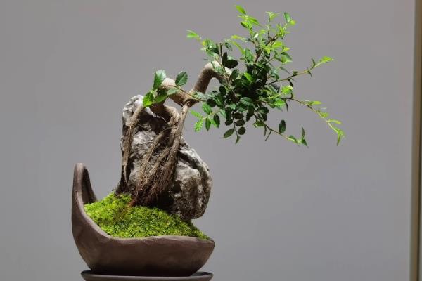 小叶榆树盆景的冬天养护方法，将盆景放在向阳处养护