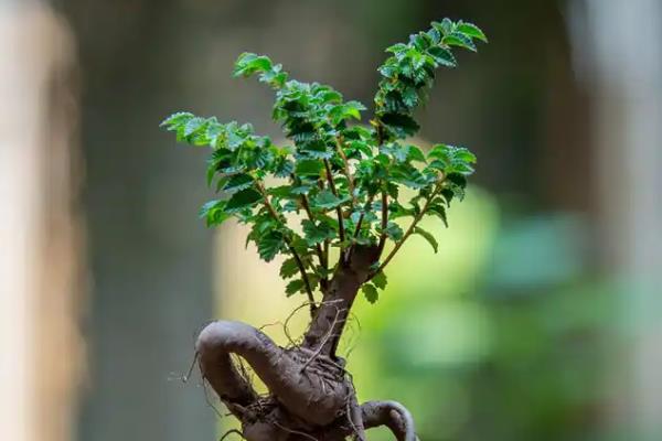 小叶榆树盆景的冬天养护方法，将盆景放在向阳处养护