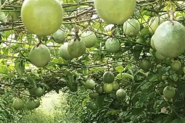 种植百香果要注意什么,确保当地温度适宜