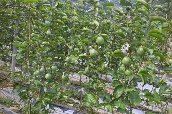 种植百香果要注意什么,确保当地温度适宜