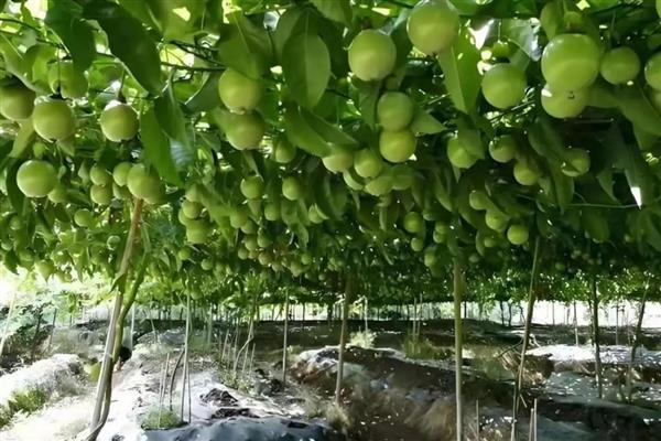 种植百香果要注意什么,确保当地温度适宜