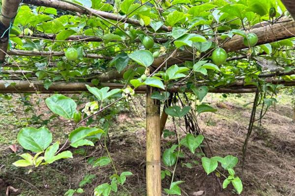 种植百香果要注意什么,确保当地温度适宜