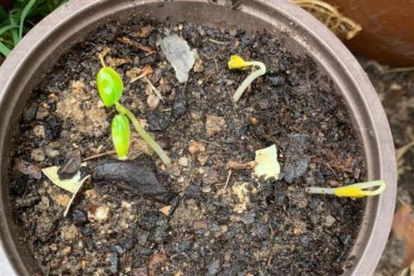 种植百香果要注意什么,确保当地温度适宜