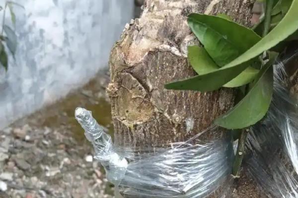 柚子树的嫁接技术，接穗应采自丰产的健壮母树