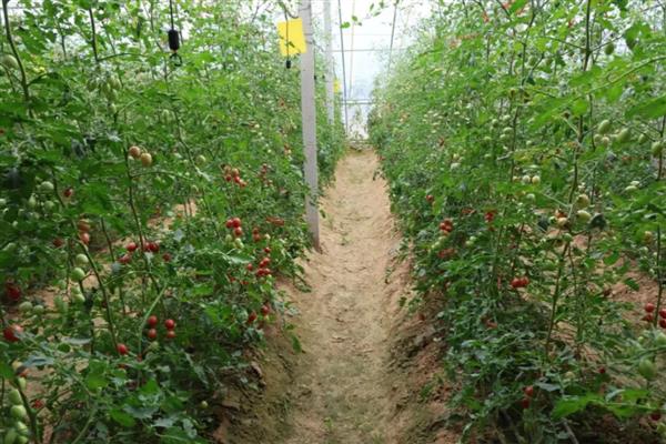 圣女果的种植时间,在3月下旬进行定植