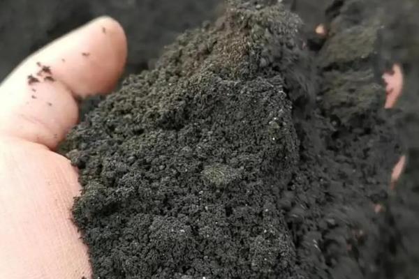 葡萄柚籽怎么种植，最好在春季进行
