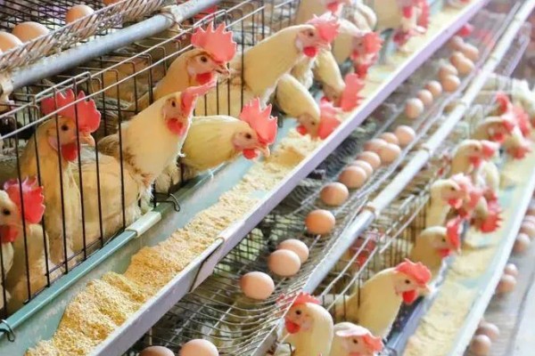 一只鸡一年的产蛋量，可达到120-250个左右
