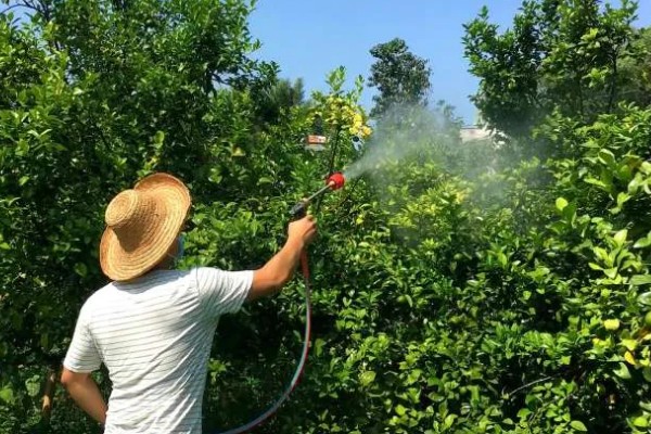沙糖桔的种植要求，适合黄红土壤中生长