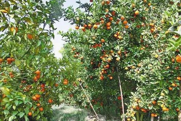 沙糖桔的种植要求，适合黄红土壤中生长
