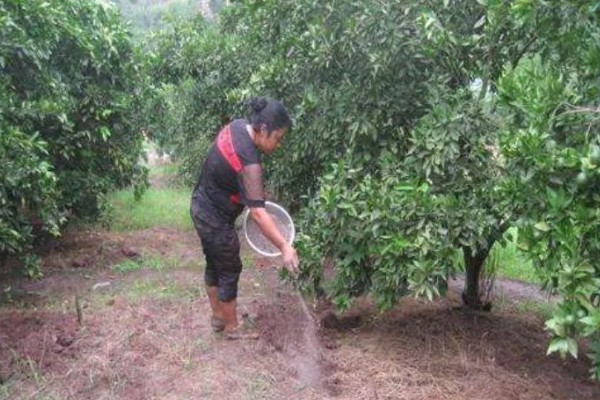 沙糖桔的种植要求，适合黄红土壤中生长