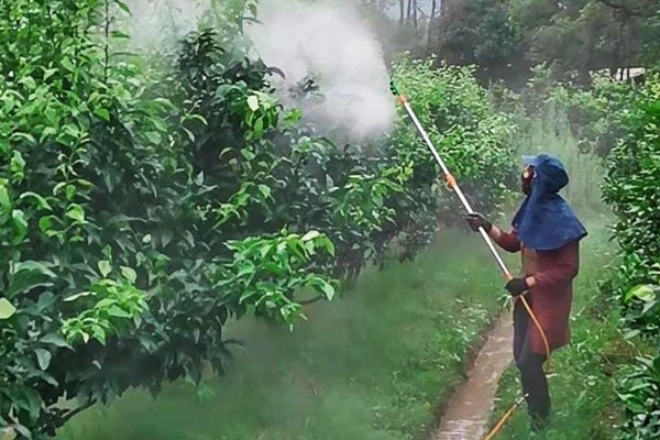 冬季怎么使用磷酸二氢钾，重点是喷施叶背