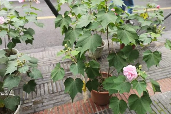 芙蓉花夏季能不能见光，生长需要充足的光照