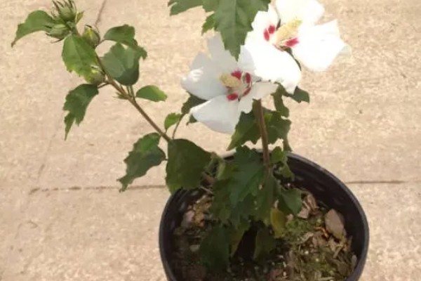 芙蓉花夏季能不能见光，生长需要充足的光照