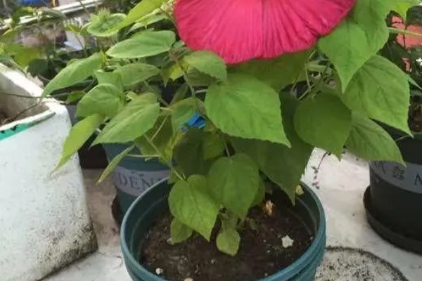 芙蓉花夏季能不能见光，生长需要充足的光照