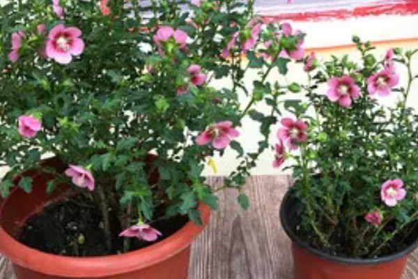 芙蓉花夏季能不能见光，生长需要充足的光照