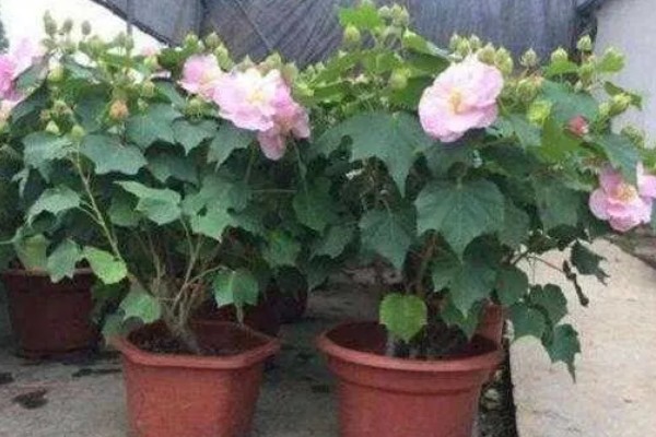 芙蓉花夏季能不能见光，生长需要充足的光照