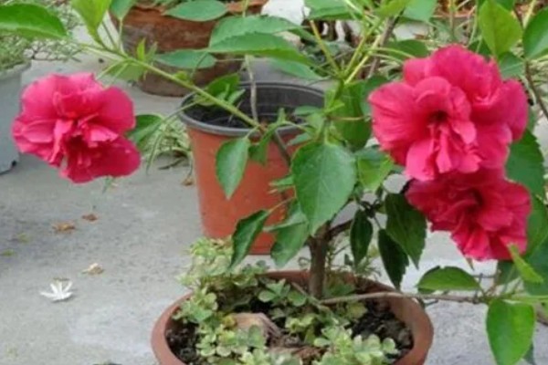 芙蓉花夏季能不能见光，生长需要充足的光照