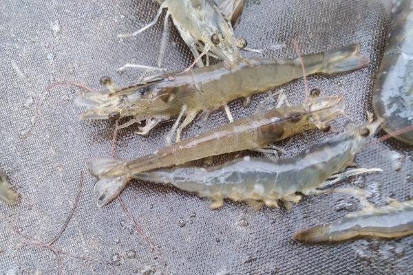 用淡水养对虾的方法,放养前一天要增氧