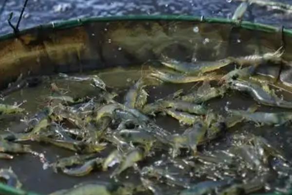 用淡水养对虾的方法,放养前一天要增氧