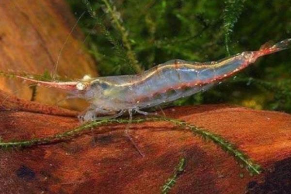 红鼻虾可以长到什么程度，身体长度一般是1.5-3厘米左右