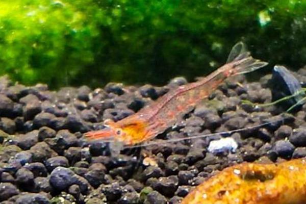 红鼻虾可以长到什么程度，身体长度一般是1.5-3厘米左右