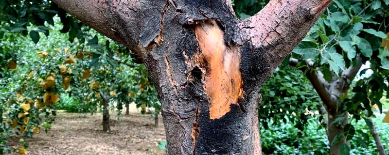 苹果腐烂病怎么防治，涂抹淡盐水、碱水都有防效