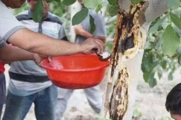 苹果腐烂病怎么防治,涂抹淡盐水、碱水都有防效