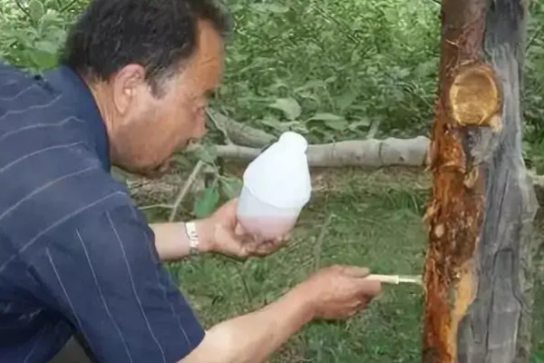 苹果腐烂病怎么防治,涂抹淡盐水、碱水都有防效