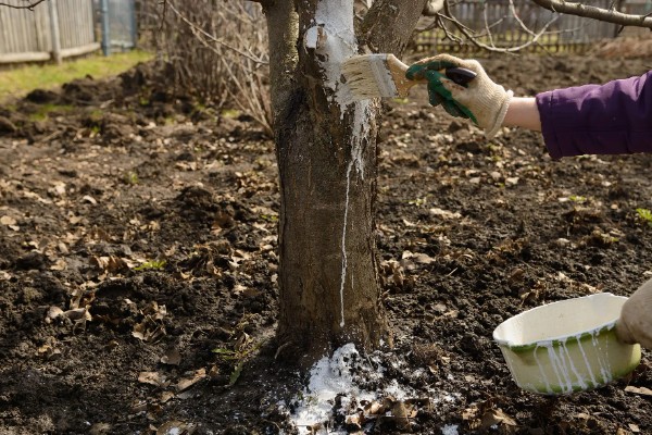 苹果腐烂病怎么防治,涂抹淡盐水、碱水都有防效