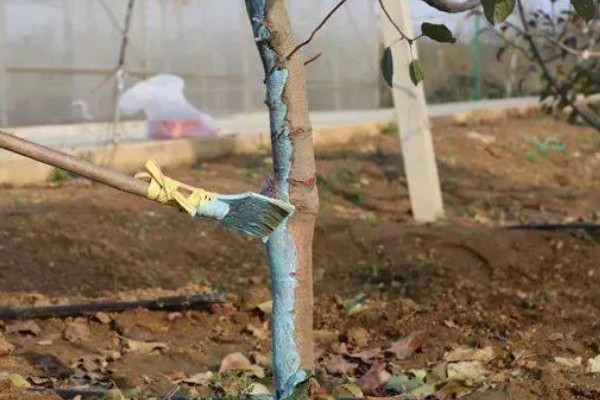 苹果腐烂病怎么防治,涂抹淡盐水、碱水都有防效