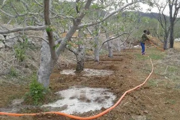 苹果腐烂病怎么防治,涂抹淡盐水、碱水都有防效