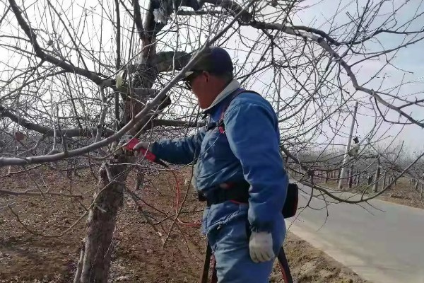 苹果腐烂病怎么防治,涂抹淡盐水、碱水都有防效