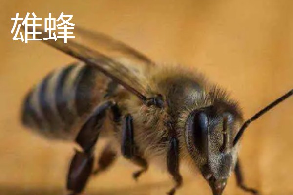 蜜蜂是不是昆虫,完全符合昆虫的特征