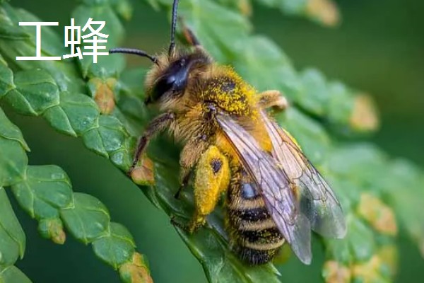 蜜蜂是不是昆虫,完全符合昆虫的特征