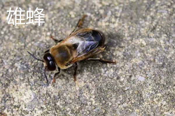 蜜蜂是不是昆虫,完全符合昆虫的特征