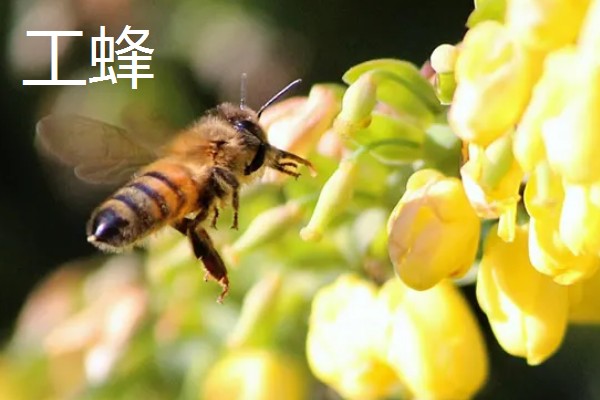 蜜蜂是不是昆虫,完全符合昆虫的特征
