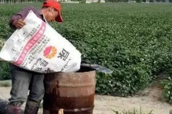 棉花的播种方法，株距保持在20-30厘米