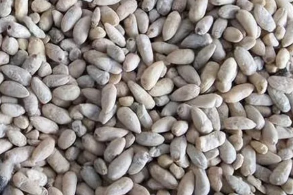 棉花的播种方法，株距保持在20-30厘米