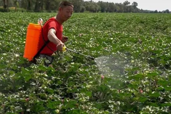 棉花的播种方法，株距保持在20-30厘米