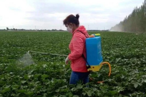 棉花的播种方法，株距保持在20-30厘米